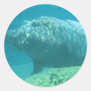 Adesivo Redondo Hippopatumus Habitat Stickers