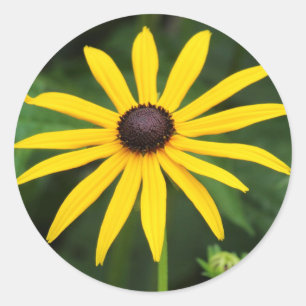 Adesivo Redondo Hirta do Rudbeckia