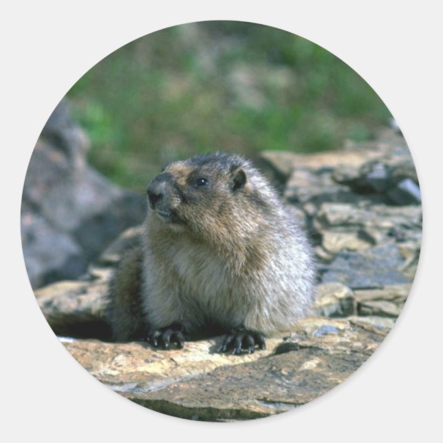 Adesivo Redondo Hoary Marmot (Frente)