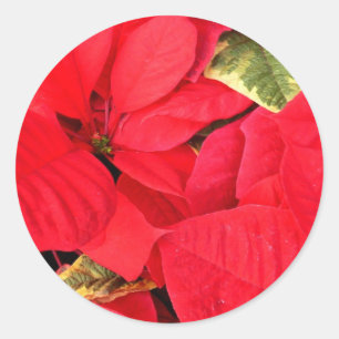 Adesivo Redondo Holly Point Poinsettias Holiday Floral