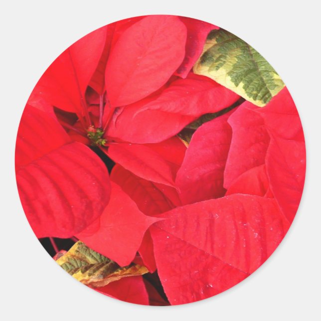 Adesivo Redondo Holly Point Poinsettias Holiday Floral (Frente)