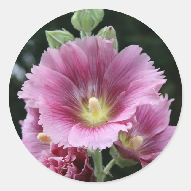 Adesivo Redondo Hollyhock (Frente)