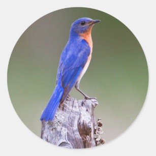 Adesivo Redondo Homem adulto oriental do Bluebird (Sialis do