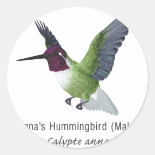 Adesivo Redondo Homem do colibri de Anna com nome