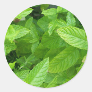 Adesivo Redondo Hortelã