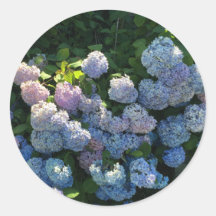 Hortênsia Floral