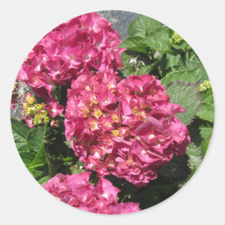 Adesivo Redondo Hortênsias Rosa