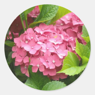 Adesivo Redondo Hortênsias Rosa Marcante