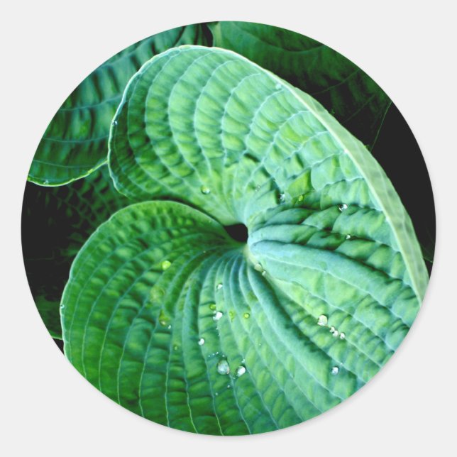 Adesivo Redondo Hosta Heart (Frente)