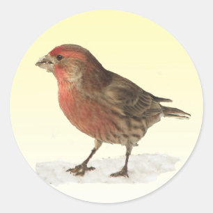 Adesivo Redondo House Finch