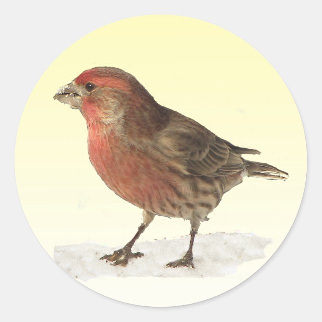 Adesivo Redondo House Finch (Frente)