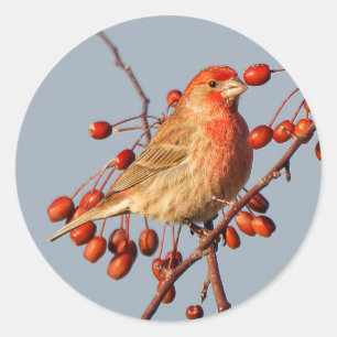 Adesivo Redondo House Finch com as Berries Hawthorn