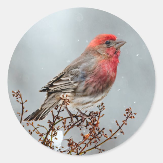 Adesivo Redondo House Finch in Snow - Foto original (Frente)