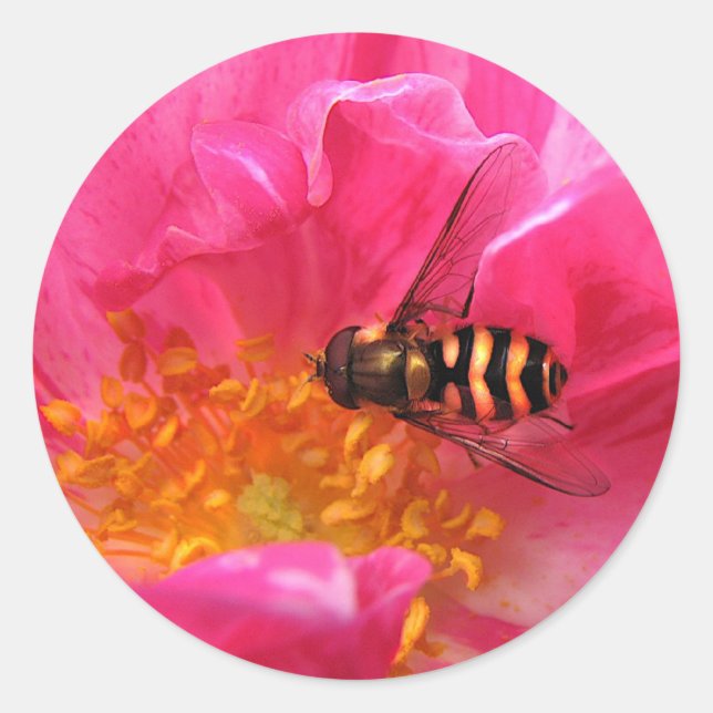 Adesivo Redondo Hoverfly e Rosa Mundi (Frente)
