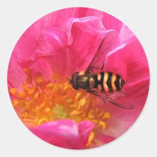 Adesivo Redondo Hoverfly e Rosa Mundi