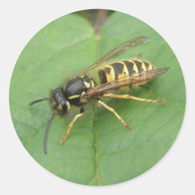 Adesivo Redondo Hoverfly em um Stickers (Frente)