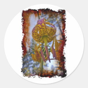 Adesivo Redondo Humboldt Lily