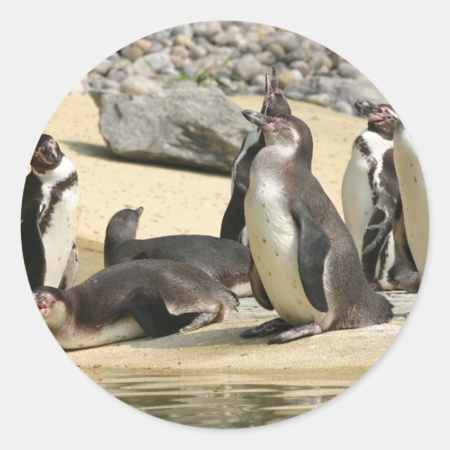 Adesivo Redondo Humboldt Penguins (Frente)