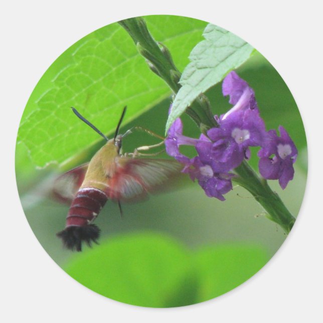 Adesivo Redondo Hummer Moth Vervain Sticker (Frente)