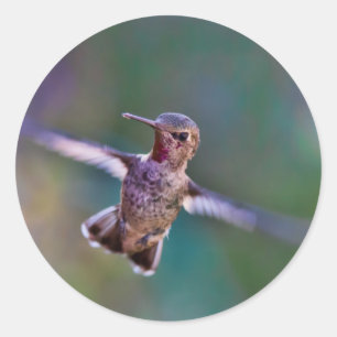 Adesivo Redondo Hummingbird