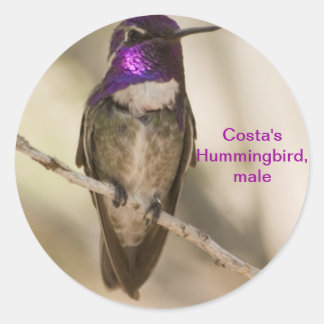 Adesivo Redondo Hummingbird da Costa
