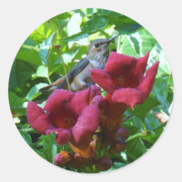 Hummingbird e Red Trumpet Flower