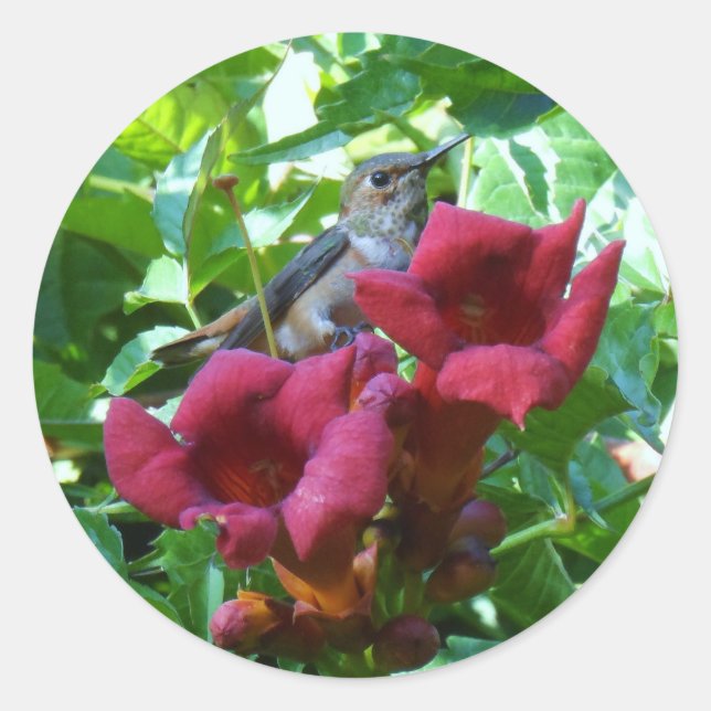 Adesivo Redondo Hummingbird e Red Trumpet Flower (Frente)