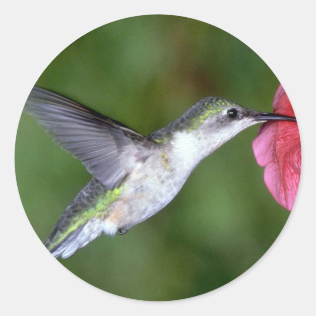 Adesivo Redondo Hummingbird (fêmea) com tromba rubi com petúnia (Frente)
