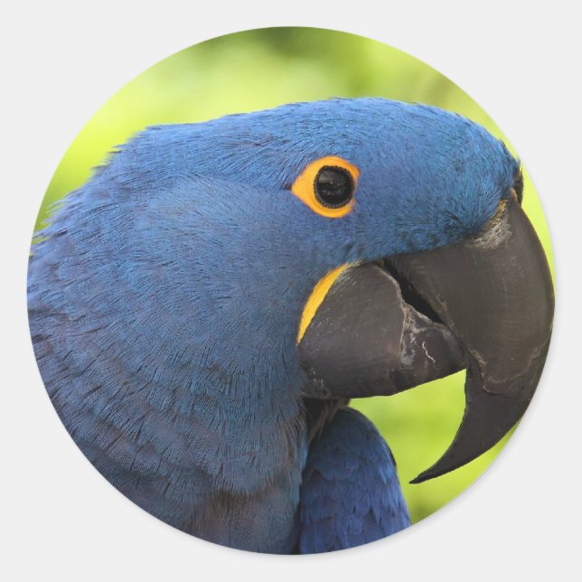 Adesivo Redondo Hyacinth Macaw (Frente)