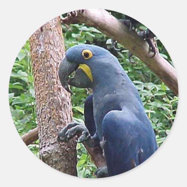 Adesivo Redondo Hyacinth Macaw (Frente)