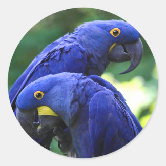 Adesivo Redondo Hyacinth Macaws