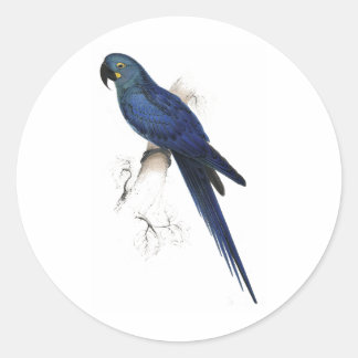 Adesivo Redondo Hyacinthine Maccaw por Edward Lear