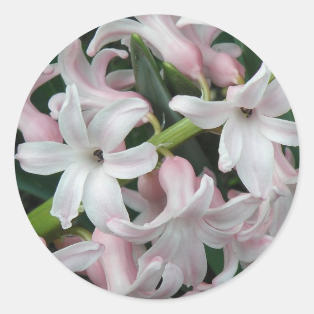 Adesivo Redondo Hyacinths Sticker (Frente)