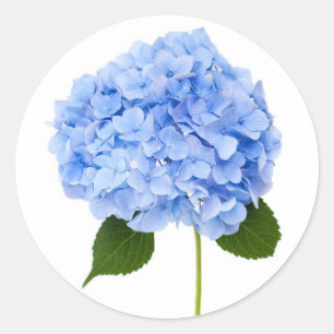 Adesivo Redondo Hydrangea
