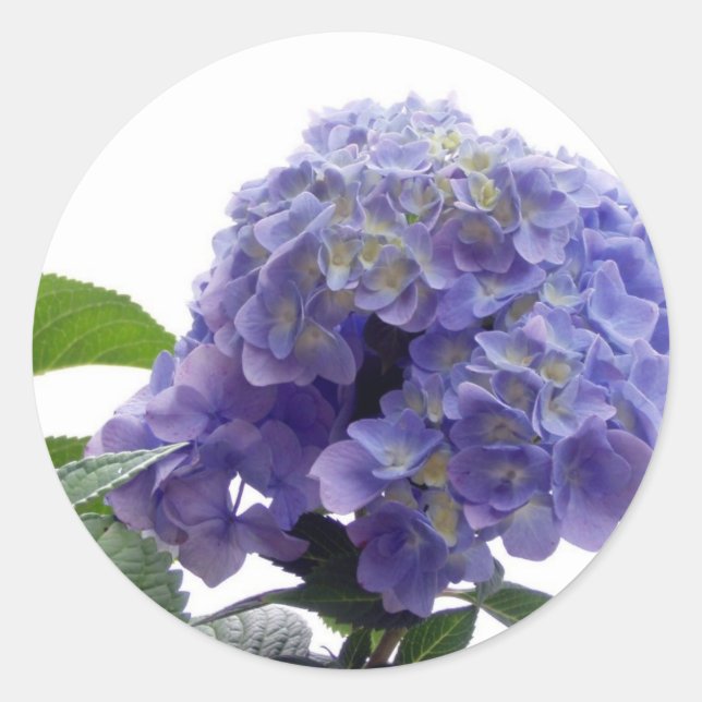 Adesivo Redondo Hydrangea Bush Stickers (Frente)