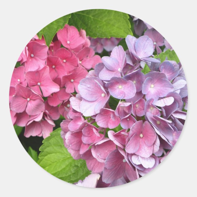 Adesivo Redondo Hydrangea Floral Stickers (Frente)