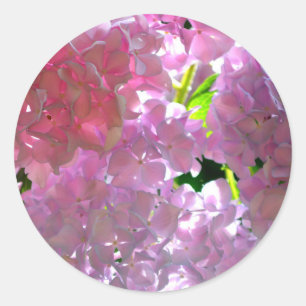 Adesivo Redondo Hydrangeas Rosa Radiantes