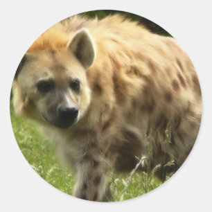Adesivo Redondo Hyena Sticker