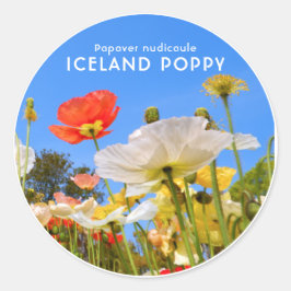 Adesivo Redondo Iceland Poppy
