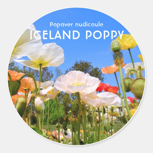 Adesivo Redondo Iceland Poppy (Frente)