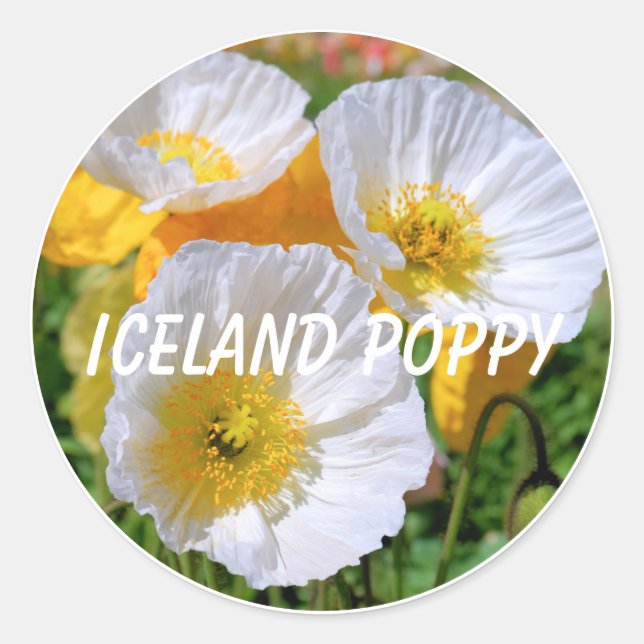 Adesivo Redondo Iceland Poppy (Frente)