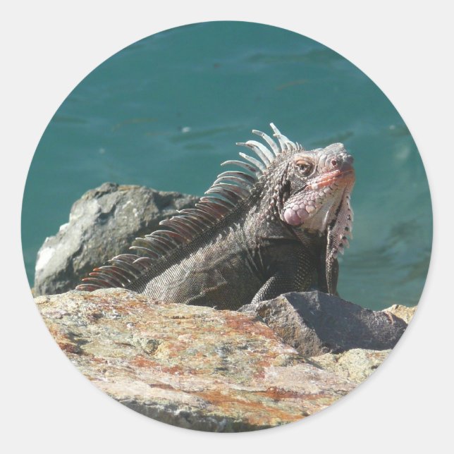 Adesivo Redondo Iguana em St. Thomas (Frente)