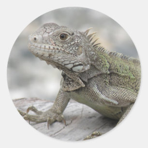 Adesivo Redondo Iguana Horned mais doente
