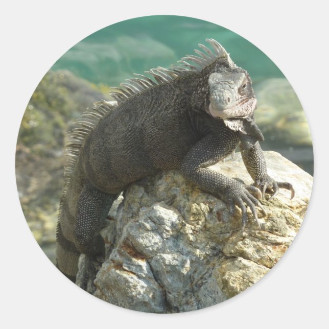 Adesivo Redondo Iguana nas Rochas em St. Thomas (Frente)