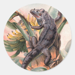 Adesivo Redondo Iguana Preta Tropical, Réptil Animal Selvagem Vint
