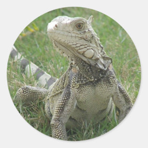 Adesivo Redondo Iguana Sticker