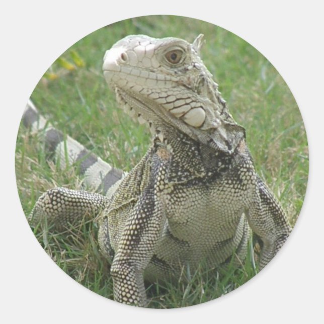 Adesivo Redondo Iguana Sticker (Frente)