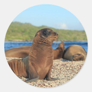 Adesivo Redondo Ilhas Galápagos adoráveis do leão de mar do beb