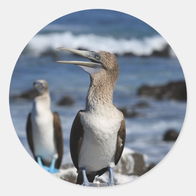 Adesivo Redondo Ilhas Galápagos, de pés azuis (Frente)