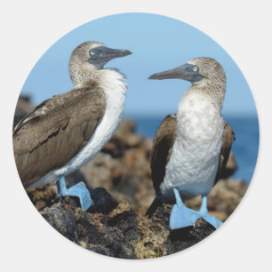 Adesivo Redondo Ilhas Galápagos, ilha de Isabela